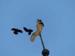 FZ033210 Crows on windvane on Ribe church spire.jpg